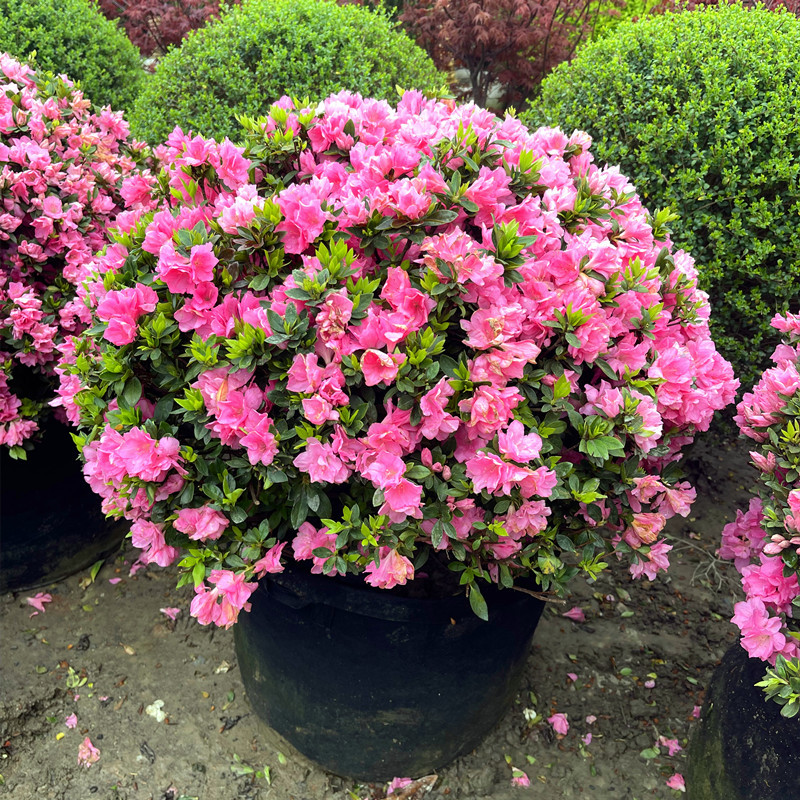 杜鹃球室外种植庭院花园绿化植物常绿耐寒花卉绿植苗球花镜植物