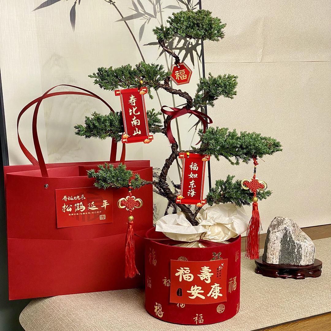 七层塔松盆栽盆景送长辈祝寿礼物室内植物开业乔迁绿植退休送礼品
