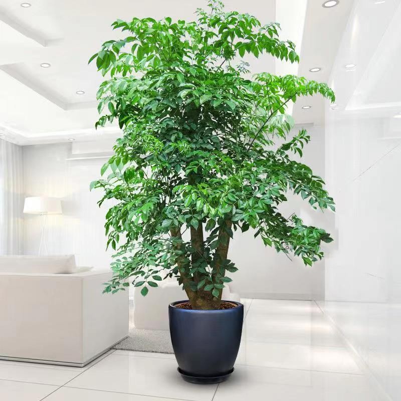 幸福树发财树绿宝室内大型绿植盆栽招财树好养成品组合盆栽四季青