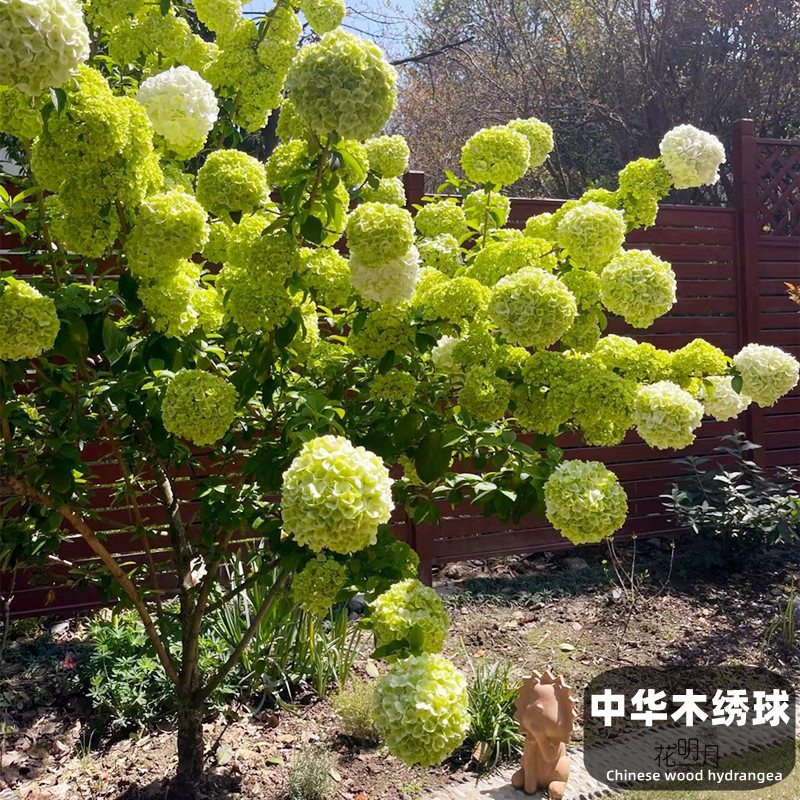 中华木本绣球树苗大花斗球白麻球庭院别墅耐寒盆栽绣球独杆棒棒糖