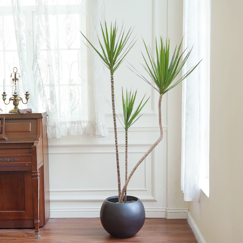 造型青叶千年木盆栽室内客厅植物简约中古风绿植龙血树马尾铁