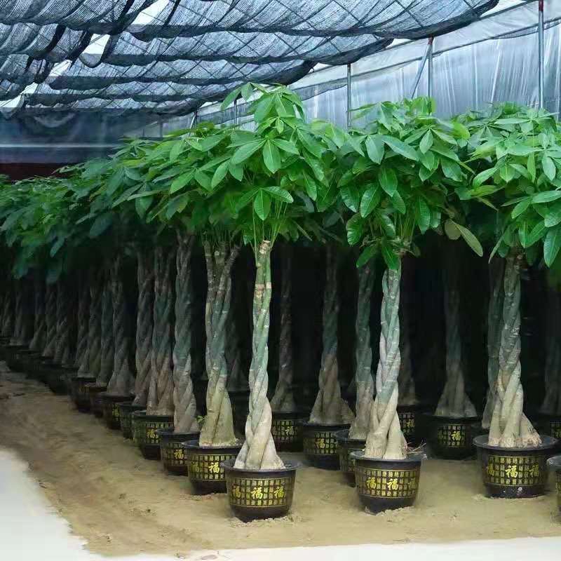 发财树客厅盆栽净化空气吸甲醛办公室内大型绿植四季常青植物直销