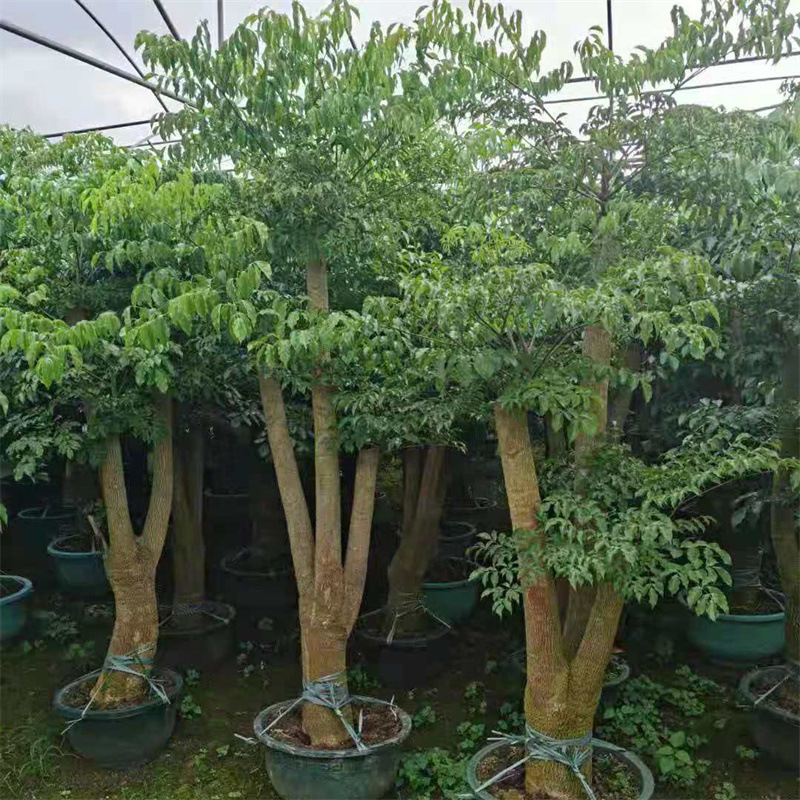 幸福树大盆栽植物室内客厅树桩平安发财大型盆景花卉绿植开业送礼
