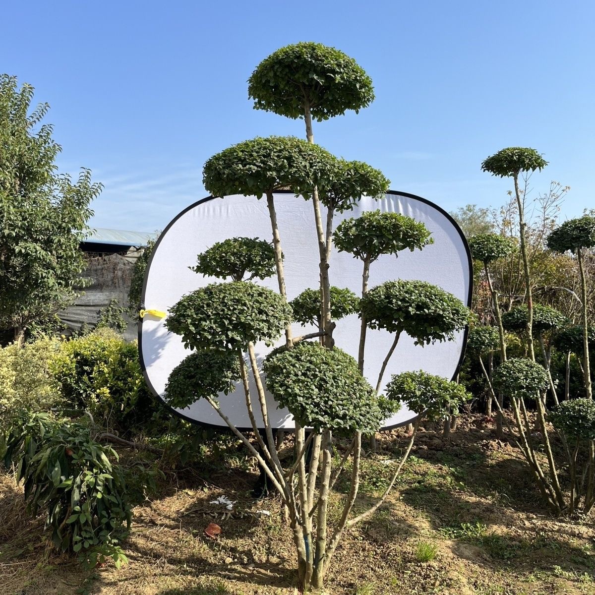 亮晶小叶女贞球形柠檬之光各种造型树四季常青棒棒糖植物庭院树苗