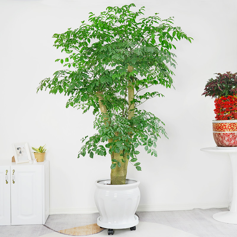 金叶子多头幸福树大型老桩常绿植物盆栽办公室内外庭院耐寒除甲醛